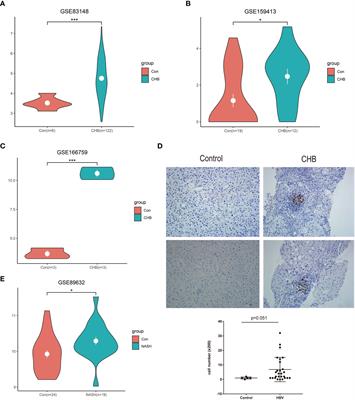 LAMP3 expression in the liver is involved in T cell activation and adaptive immune regulation in hepatitis B virus infection
